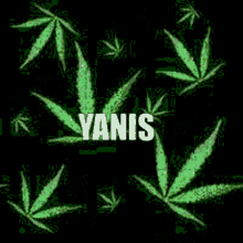 Yanis Weed GIF - Yanis Weed Yanis Weed GIFs