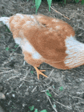 a brown and white chicken is standing on the ground
