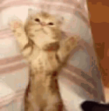 Sleepy Kitten GIF - Sleepy Kitten Cat GIFs