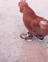 Chicken With Shoes Lemster Kyp GIF