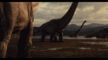Brachiosaurus Jurassic World GIF - Brachiosaurus Jurassic World Dinosaurs GIFs