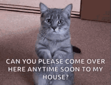 Give Food Please GIF - Give Food Please Cat GIFs