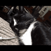 a black and white cat is laying on a couch