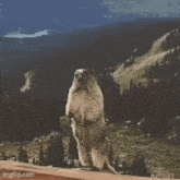 Petya Marmota GIF - Petya Marmota Mormota GIFs
