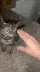 Teasing Tease GIF - Teasing Tease Tease Cat GIFs