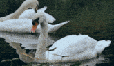 Swan Swans GIF - Swan Swans Animals GIFs
