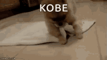 Kobe Dog Roll GIF - Kobe Dog Roll Towel GIFs