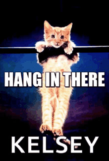 Hang In There Kitten GIF - Hang In There Kitten Meme GIFs