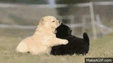 Play Tackle GIF - Play Tackle Puppy GIFs