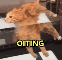 Oiting Cat Floating In Water GIF