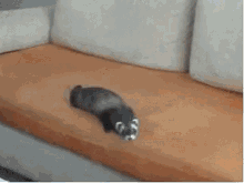 Ferret Fuckthis GIF - Ferret Fuckthis Angry GIFs