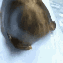 Seal Baikal Seal GIF