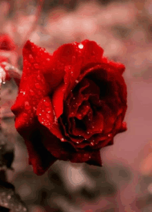My Love For You Is Endless Our Love Is For Eternity GIF - My Love For You Is Endless Our Love Is For Eternity Hot Romantic Love Beautiful Flowers GIFs
