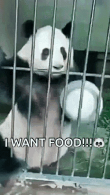 Panda Iwantfood GIF - Panda Iwantfood Hungry GIFs
