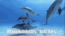 Max Dolphins GIF - Max Dolphins Dolphussy GIFs