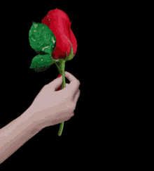 τριανταφυλλο Rose GIF - τριανταφυλλο Rose Flower GIFs