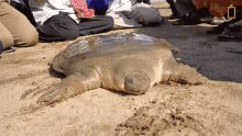 Staring Rare Giant Softshell Turtle Released Into The Wild GIF