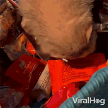 Thieving Ferret Viralhog GIF - Thieving Ferret Viralhog Im Taking Your Candy GIFs