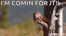 Squirrel Jump GIF - Squirrel Jump Leap GIFs