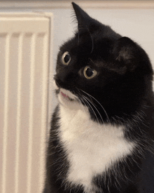 a close up of a black and white cat with a surprised look on his face