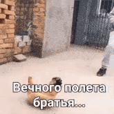 a pug dog is playing with a chicken on the ground in a russian language .
