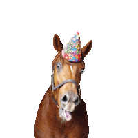 Happy Birthday Happy Birthday Horse Sticker