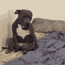 Funny Tired Animals GIFs | Tenor