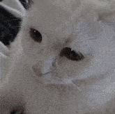 Sad Sad White Cat GIF