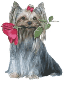 love you doggie rose flowers for you cute