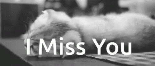 Cat I Miss You GIF - Cat I Miss You Imy - Discover & Share GIFs