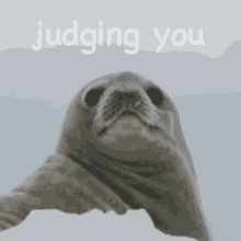 are you judging me dont judge judging you sea lion
