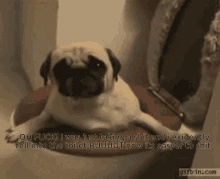 Oh Fuck Pug GIF - Oh Fuck Pug Stuck In The Toilet Bowl GIFs