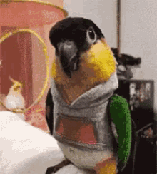 parrot cute adorable touch