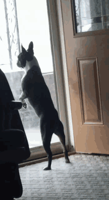 Boston Terrier Guard Dog GIF - Boston Terrier Guard Dog GIFs