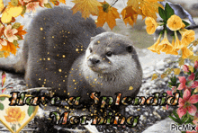 a picture of an otter with the words " have a splendid morning " on it