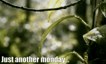 Frog Monday GIF