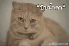แมว บีบน้ำตา GIF - Cat Sad หงอ GIFs