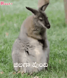 Jilagaa Vundhi Thodelu GIF - Jilagaa Vundhi Thodelu Animals GIFs