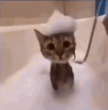 Kitty Bath GIF - Kitty Bath GIFs