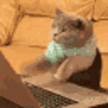 a cat is sitting on a couch looking at a laptop computer .