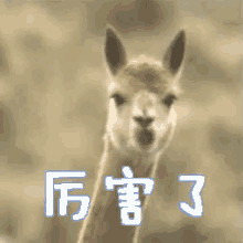 厉害了 GIF - Llama Chew Awesome GIFs