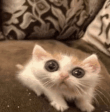 Cat GIF - Cat GIFs