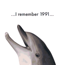 1991 Llg GIF - 1991 Llg Dolphin GIFs