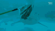 Shark Bite GIF