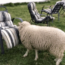 Funny Animals Sheep GIF - Funny Animals Sheep Animals GIFs