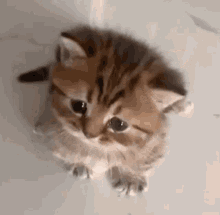 Sunakook Cat GIF - Sunakook Cat Crying GIFs