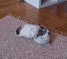 lapin cute bunny rabbit fidji