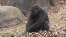 Monkey Gorilla GIF - Monkey Gorilla Leaves GIFs