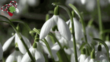 Happy First Day Of Spring Happy Spring GIF
