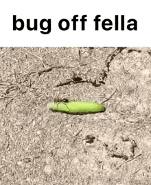 a green caterpillar is crawling out of the ground next to a ant .